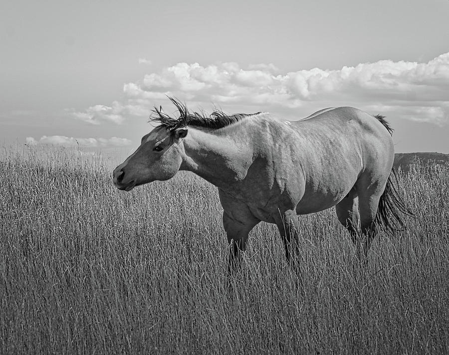 The Horse BW Photograph by Ernest Echols