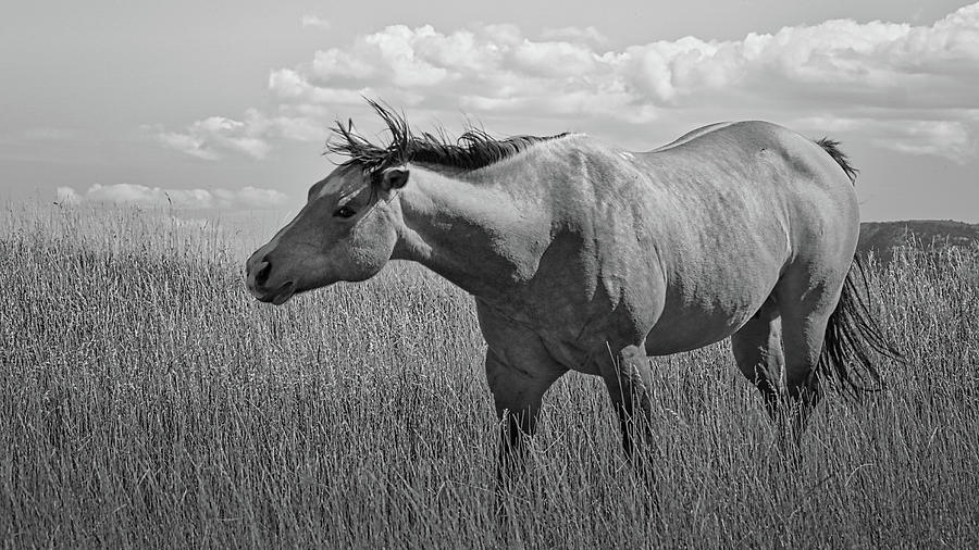 The Horse BW wide format Photograph by Ernest Echols