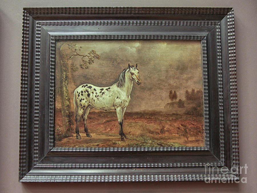 The horse by Paulus Potter Photograph by Paulus Potter