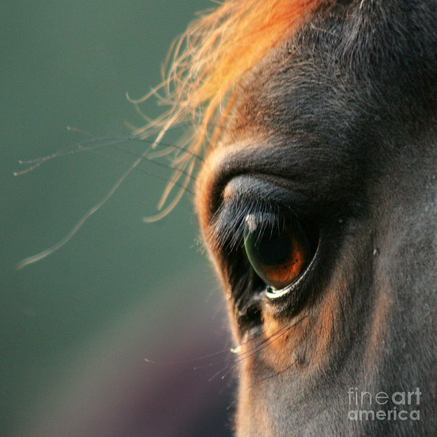 The Horse Eye Photograph by Ang El