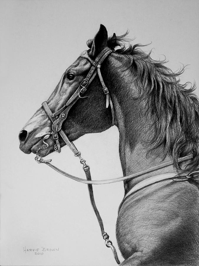 Horse Drawing - The Horse by Harvie Brown