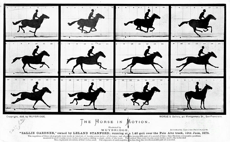 Vintage Photograph - The Horse in Motion by Eadweard Muybridge