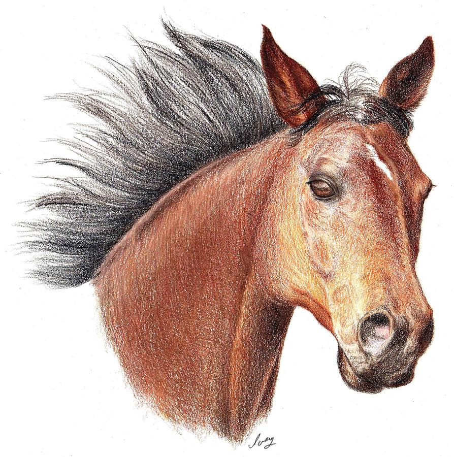 The Horse Drawing by Mike Ivey