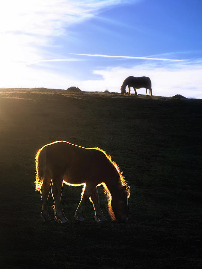 The horse of golden hair Photograph by Mikel Martinez de Osaba