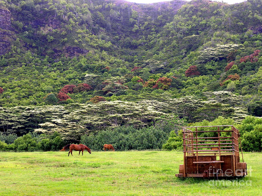 Animal Photograph - The Horse Pasture Under The Albesia Trees by Mary Deal