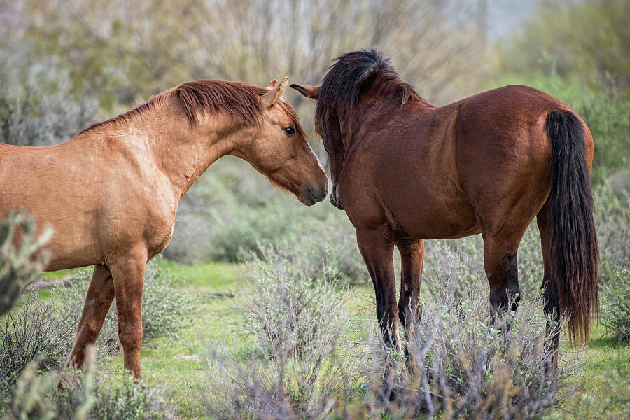 The Horse Whisper  Photograph by Saija Lehtonen