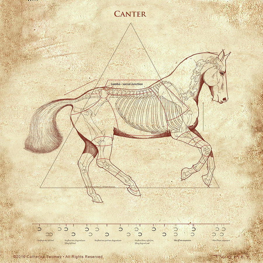 Leonardo Da Vinci Painting - The Horses Canter Revealed by Catherine Twomey