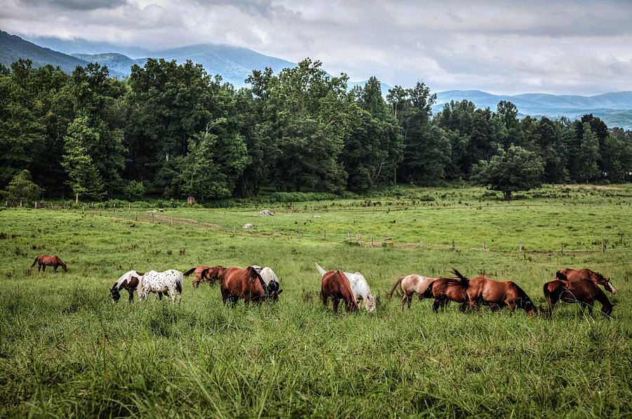 Mountain Photograph - The Horses of Cades Cove by Dave Ross