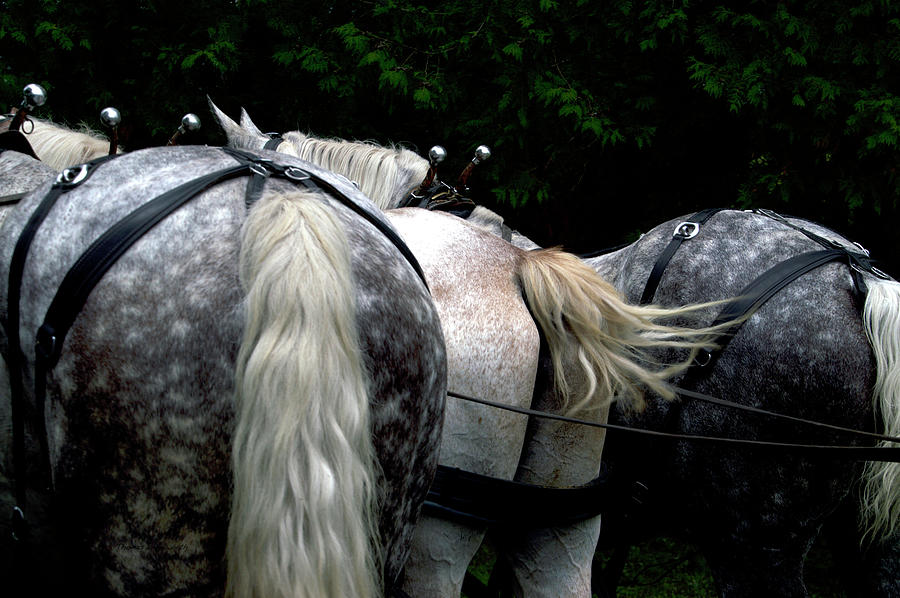 Horse Photograph - The Horses Of Mackinac Island Michigan 04 by Thomas Woolworth