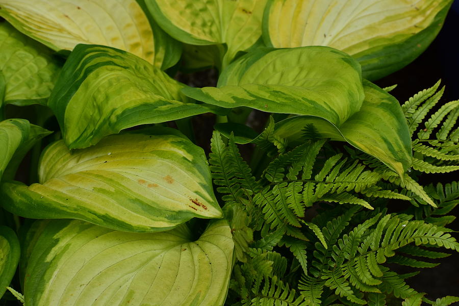 The Hostas and The Fern Photograph by Jimmy Chuck Smith