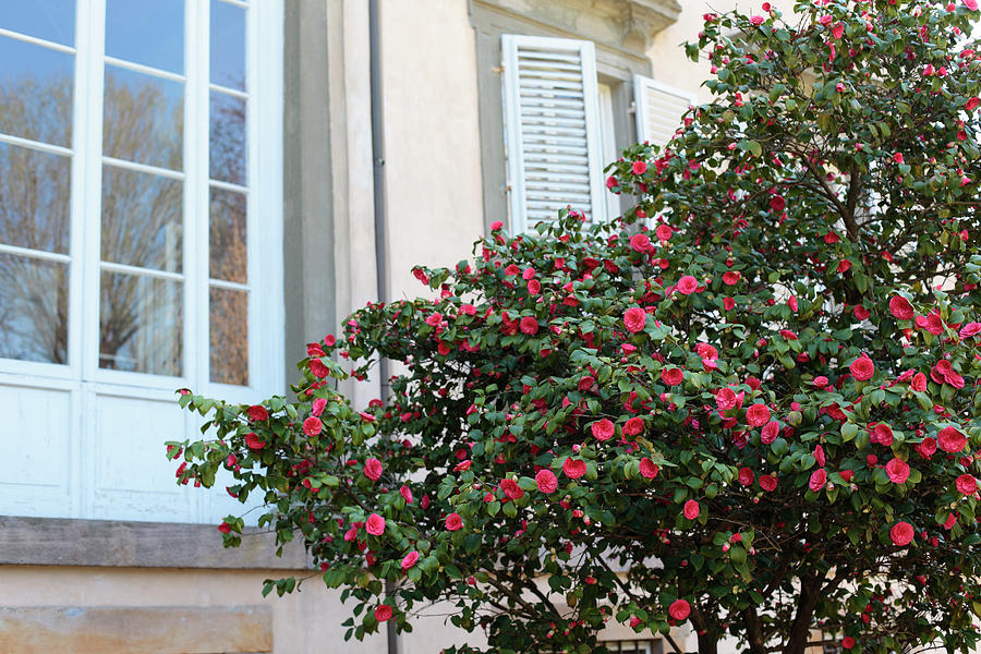 The House and the Azalea Photograph by Stefania Levi | Fine Art America