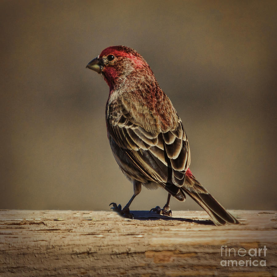 The House Finch Photograph by Janice Pariza