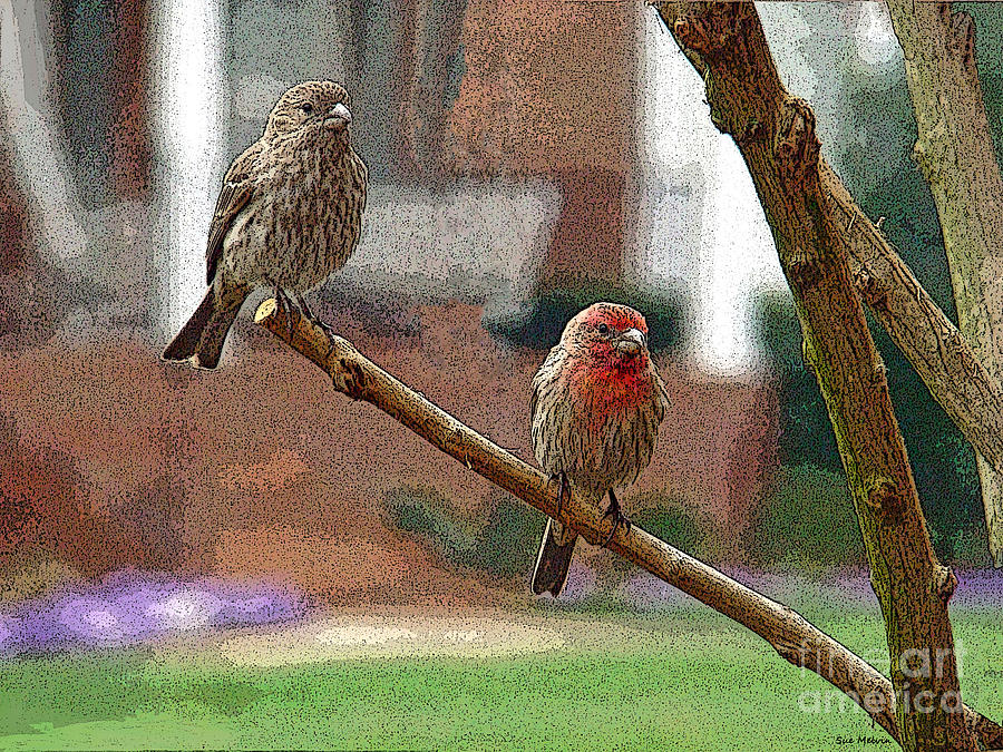 The House Finch Pair Photograph by Sue Melvin