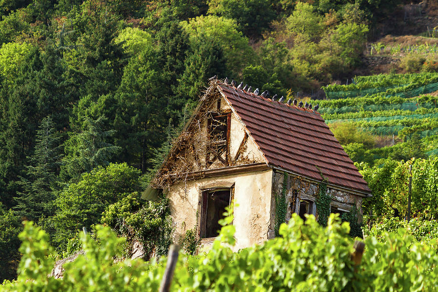 The house in the vineyards Photograph by Paul MAURICE