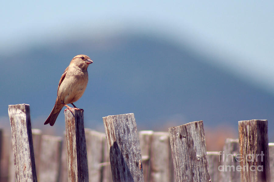 Sparrow Photograph - The House Sparrow - Passer domesticus by Svetlana Ledneva-Schukina