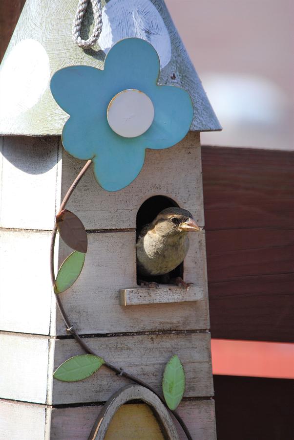 The House Sparrows House Photograph by Sonja Jones