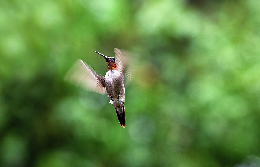 The Hover - Ruby-throated Hummingbird - Trochilus colubris Photograph by Spencer Bush