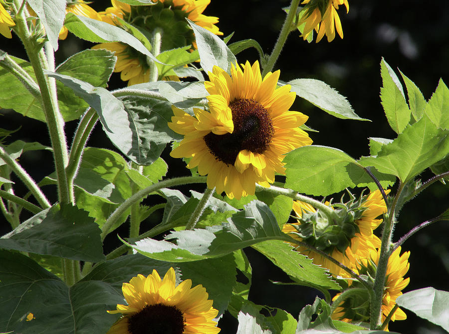 The hugging sunflower Photograph by Tammy Sullivan - Fine Art America