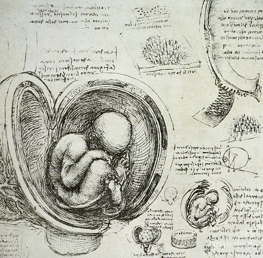 Leonardo Da Vinci Drawing - The Human Fetus in the Womb by Leonardo Da Vinci