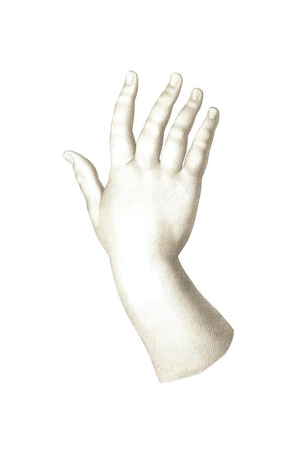 Hand Digital Art - The Human Hand by Village Antiques