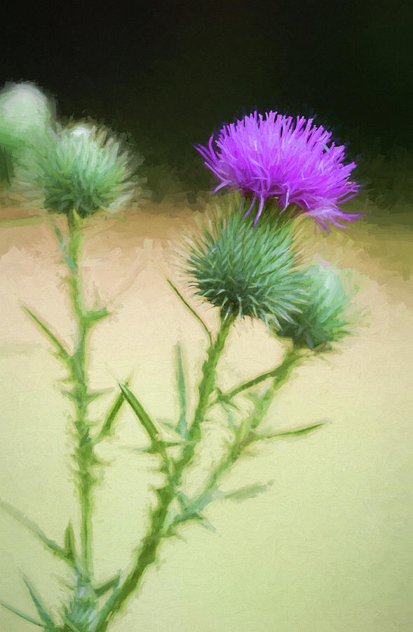 The Humble Thistle Photograph by Kathy Clark