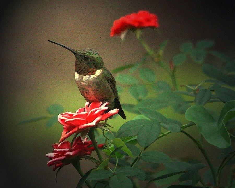 The Hummer and the Rose Digital Art by Carrie OBrien Sibley