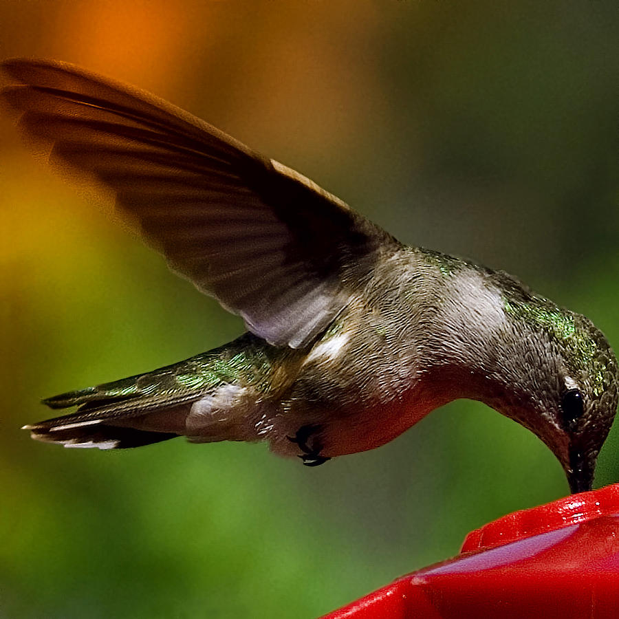 Hummingbird Photograph - The Hummer by David Patterson