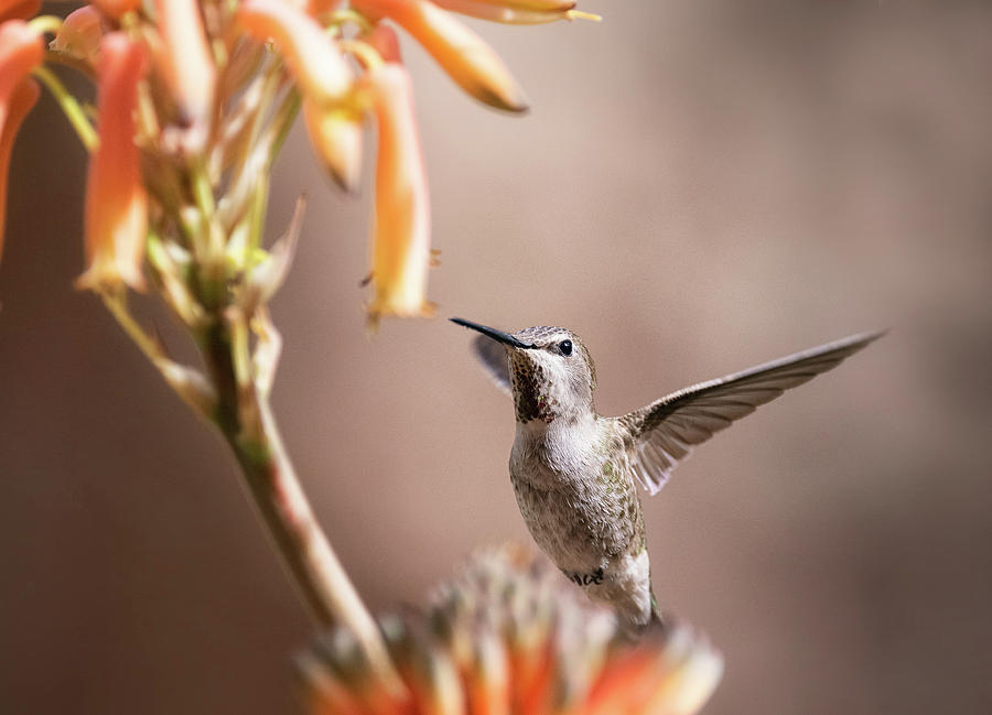 The Hummingbird And The Aloe Blossoms  Photograph by Saija Lehtonen