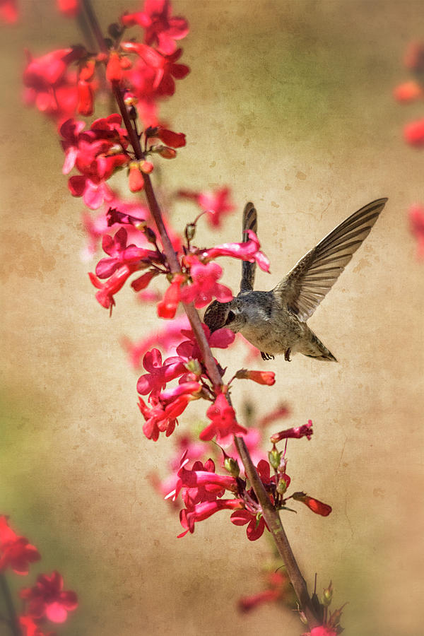 The hummingbird and the Spring Flowers  Photograph by Saija Lehtonen