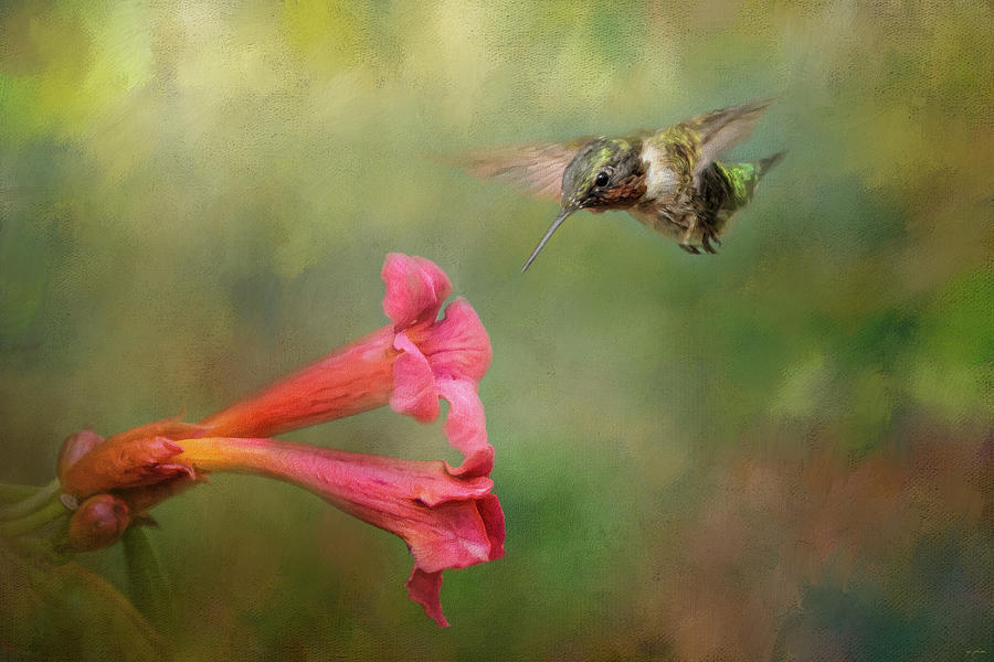 The Hummingbird and The Trumpet Flower Photograph by Jai Johnson