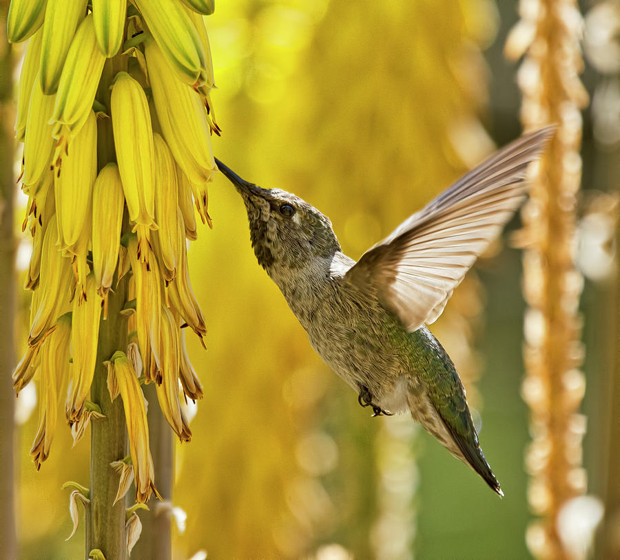 The Hummingbird and the Yellow Aloe  Photograph by Saija Lehtonen
