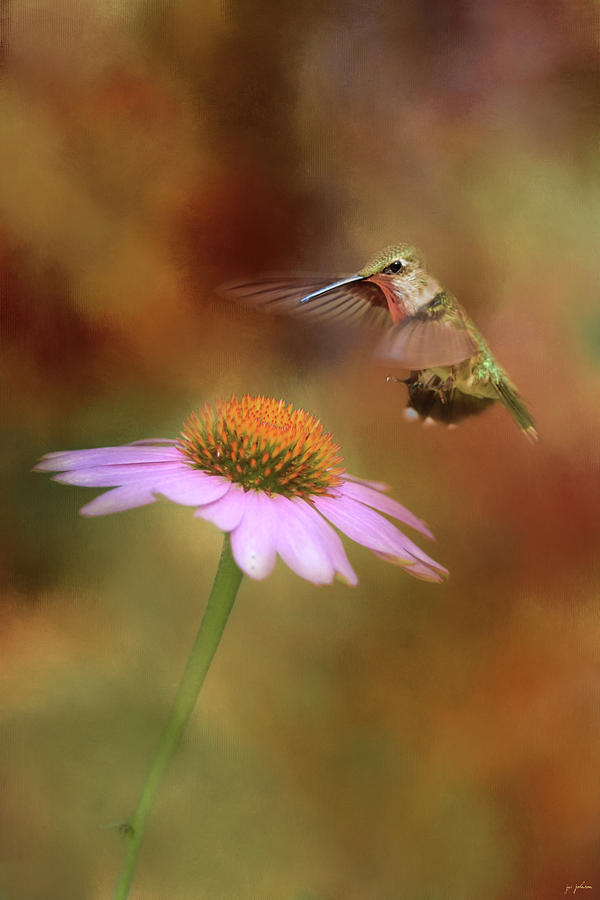 The Hummingbird Approach Photograph by Jai Johnson