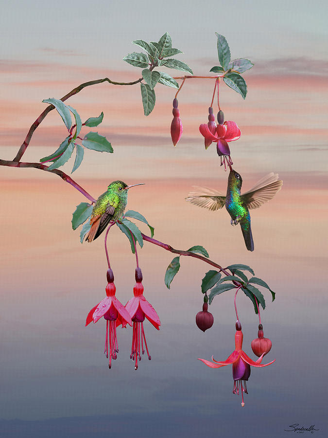 The Hummingbird Fuchsia Digital Art by M Spadecaller