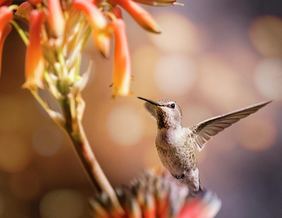 The Hummingbird Hover Two  Photograph by Saija Lehtonen