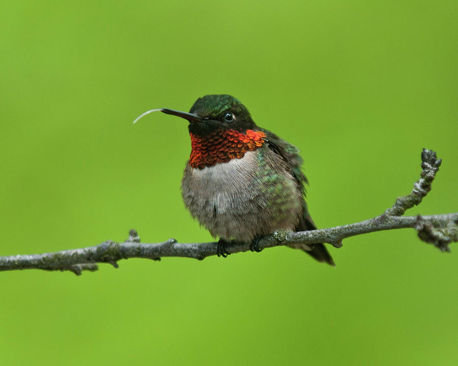The Hummingbird Toungue Photograph by Lara Ellis