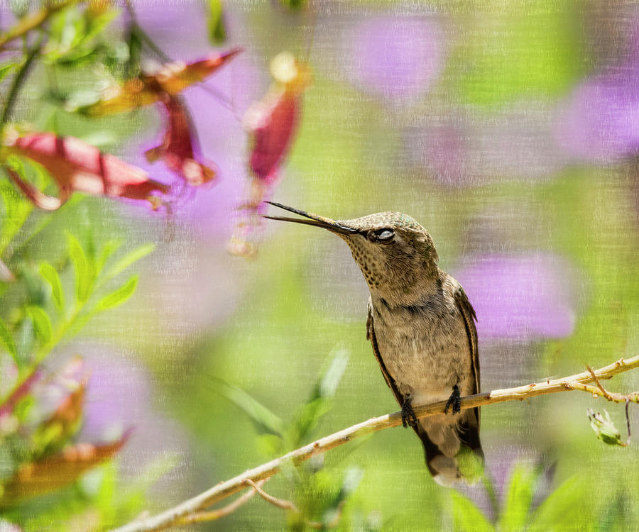 The Hummingbird Whisper  Photograph by Saija Lehtonen