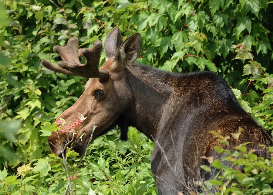 The Hungry Moose Photograph by David Porteus
