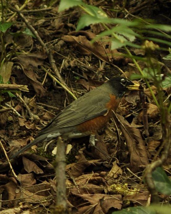 The Hungry Robin of the Forest Photograph by Charles Lucas