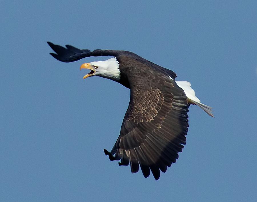 Bald Eagle Photograph - The Hunt by Sheldon Bilsker Bald Eagle Photograph - The Hunt by Sheldon Bilsker