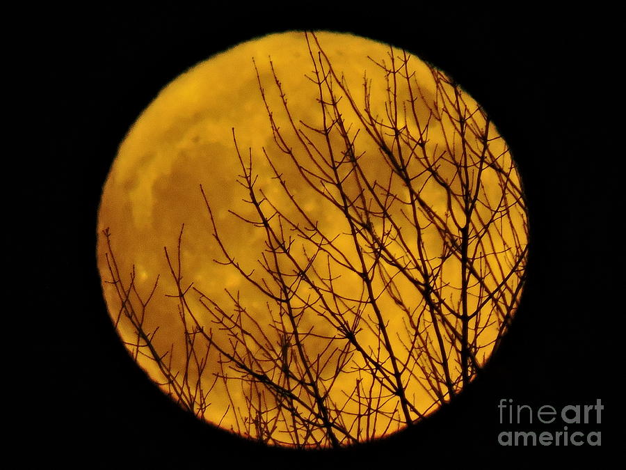 The Hunters Moon Photograph by Susan Russo - Fine Art America