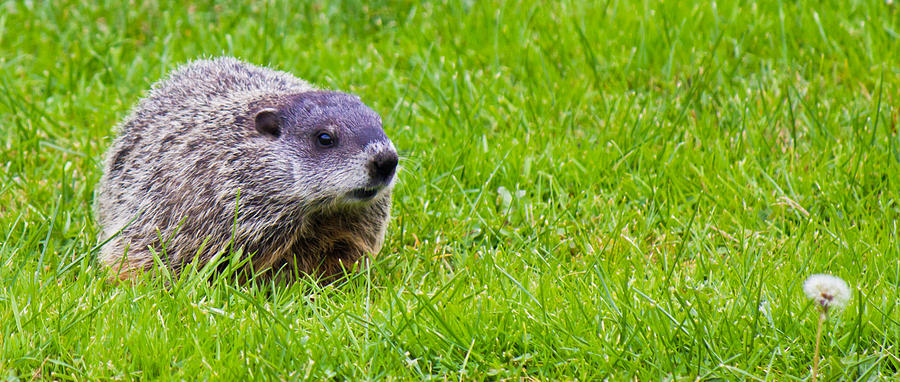 The Hunting Groundhog Photograph by Jonny D