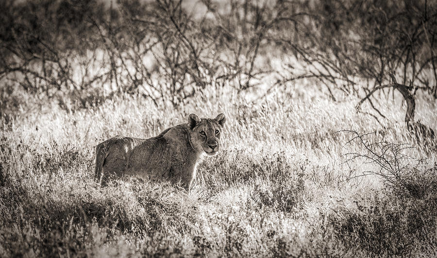 Black And White Photograph - The Huntress - Black and White Lion Photograph by Duane Miller