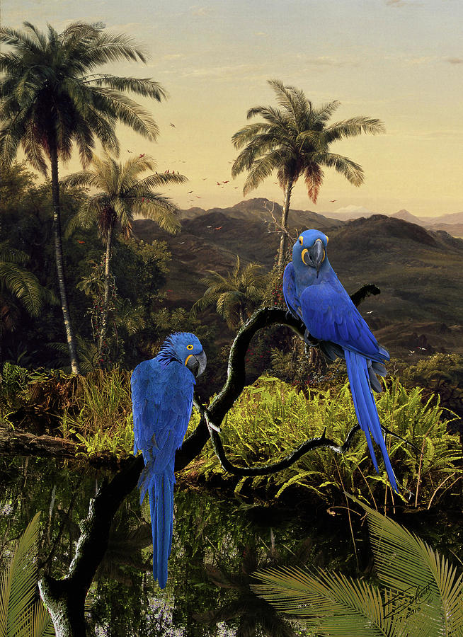 The Hyacinth Macaws of the Tropics Painting by M Spadecaller