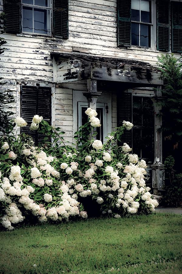 The Hydrangeas Are In Bloom Photograph by Kendall McKernon