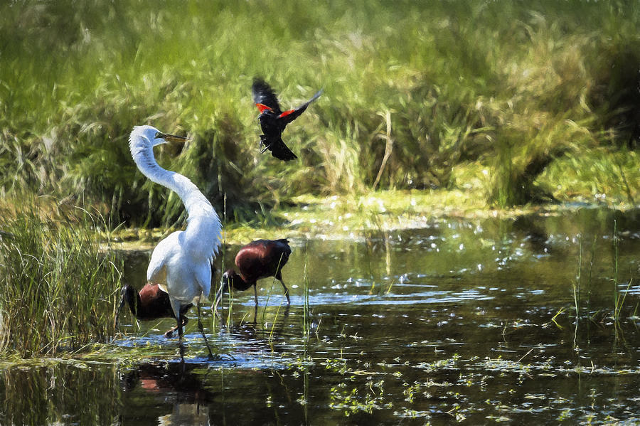 The Ibis Ignore the High Drama at the Pond - Alt Vers Photograph by Belinda Greb