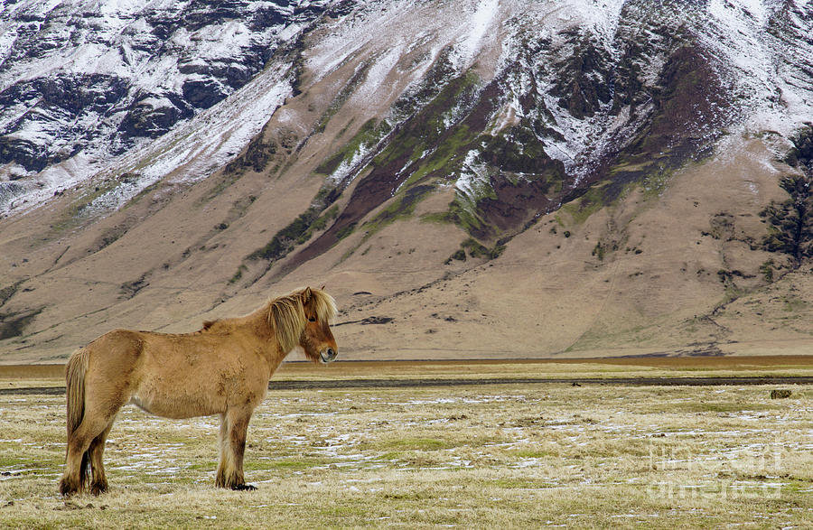 The Icelandic Horse Photograph by Brian Kamprath