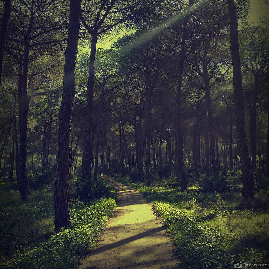 Idyllic Photograph - The Idyllic Forest is real by Miguel Angel