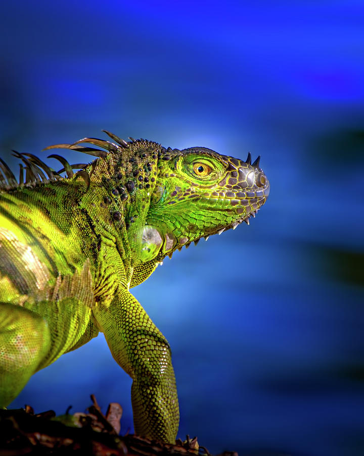 The Iguana Pond Photograph by Mark Andrew Thomas