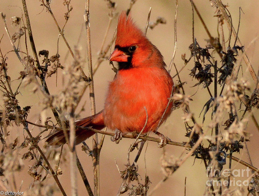 The Illinois State Bird Photograph by David Taylor