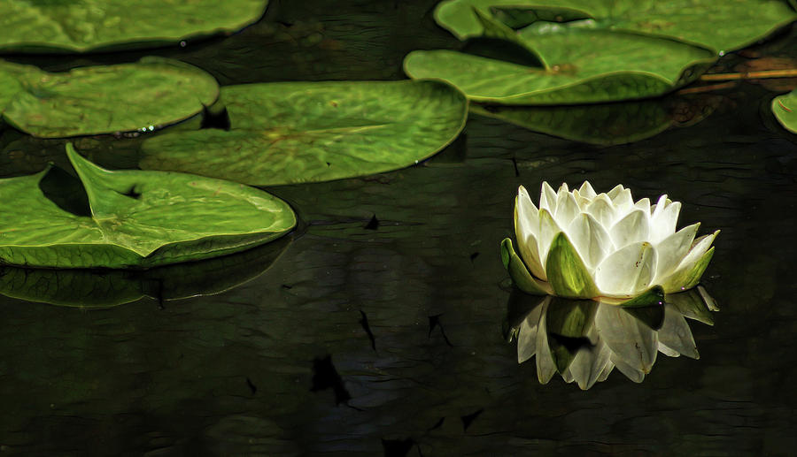 The Illuminated Lotus Photograph by Cameron Wood